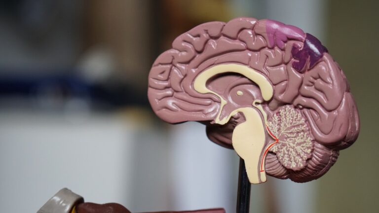 Brain Training – Ναι, μπορούμε να γυμνάσουμε το μυαλό μας